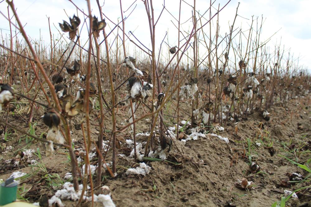 Dolu Bu Sefer Pamuk Tarlasini Vurdu3