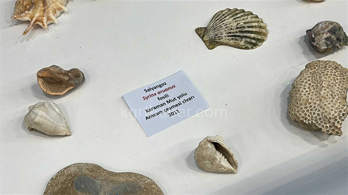 Karamanda Ailece Topladigi 5 Bine Yakin Fosille Muze Kurdu1