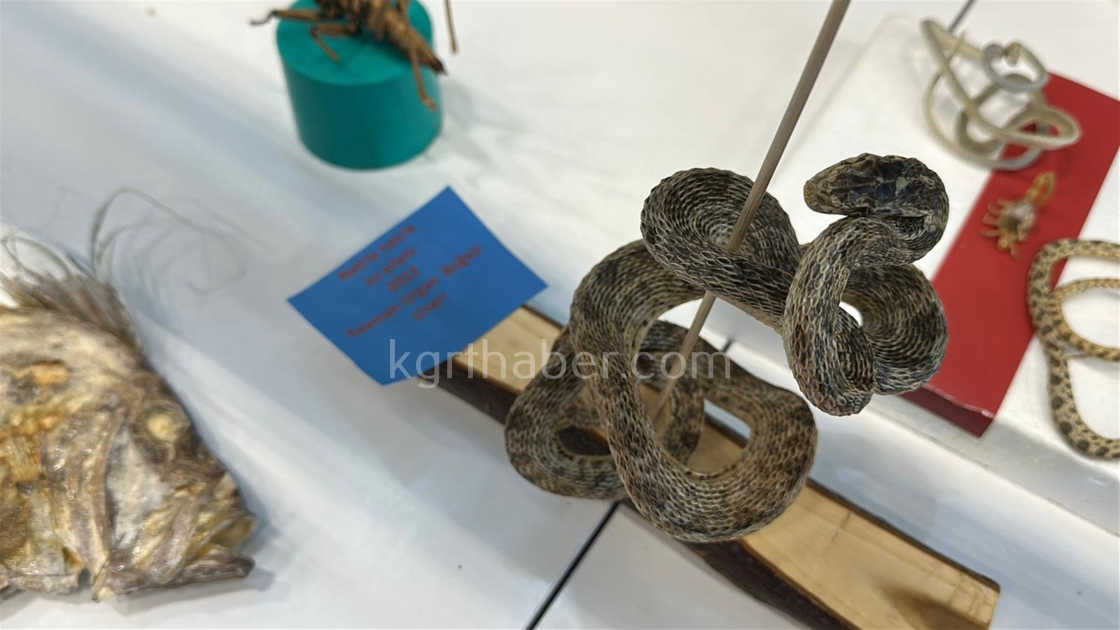 Karamanda Ailece Topladigi 5 Bine Yakin Fosille Muze Kurdu11