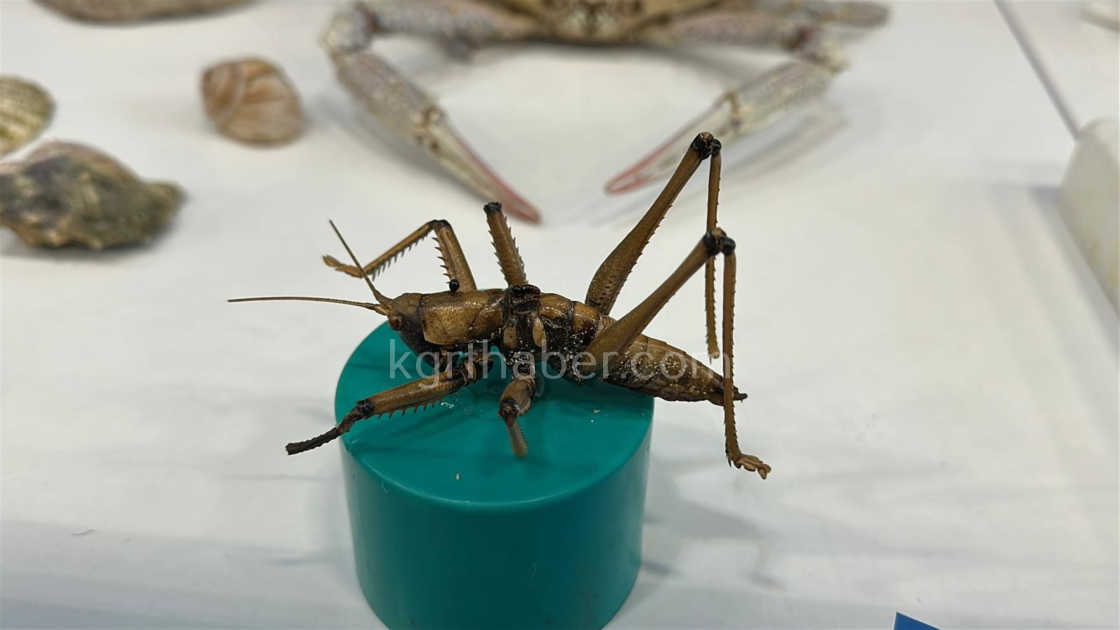 Karamanda Ailece Topladigi 5 Bine Yakin Fosille Muze Kurdu13