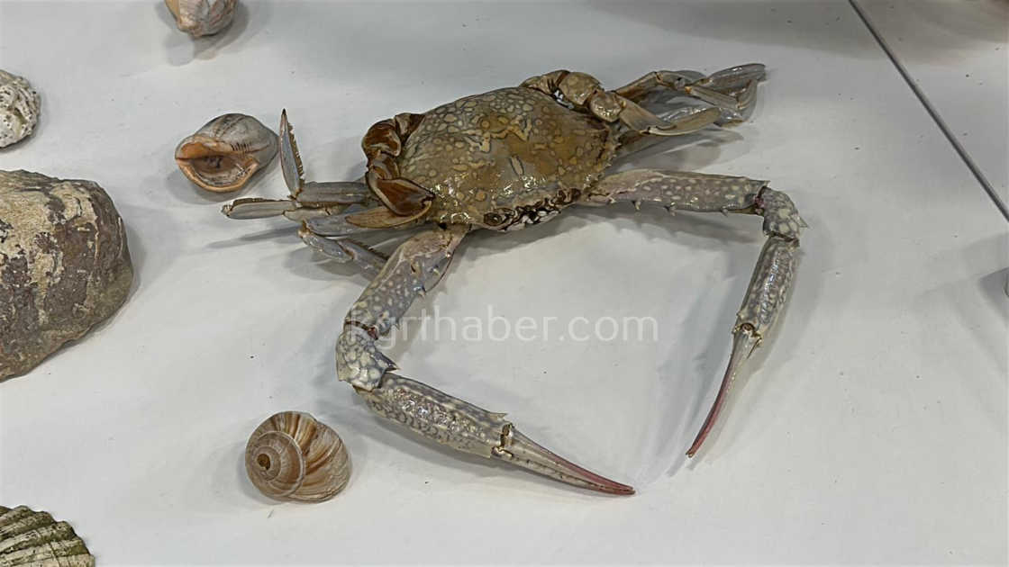 Karamanda Ailece Topladigi 5 Bine Yakin Fosille Muze Kurdu8