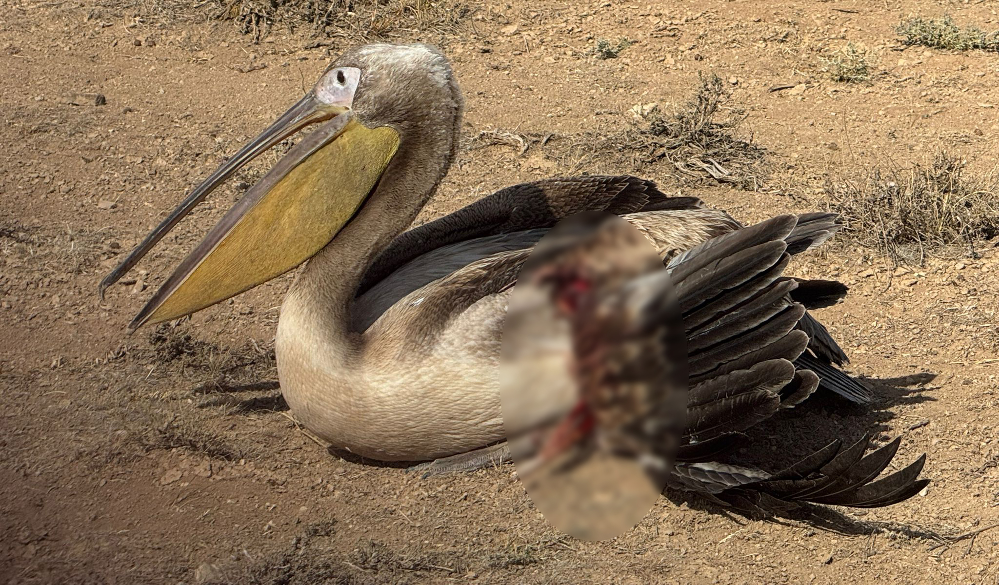 Karamanda Yarali 3 Pelikan Koruma Altina Alindi (1)