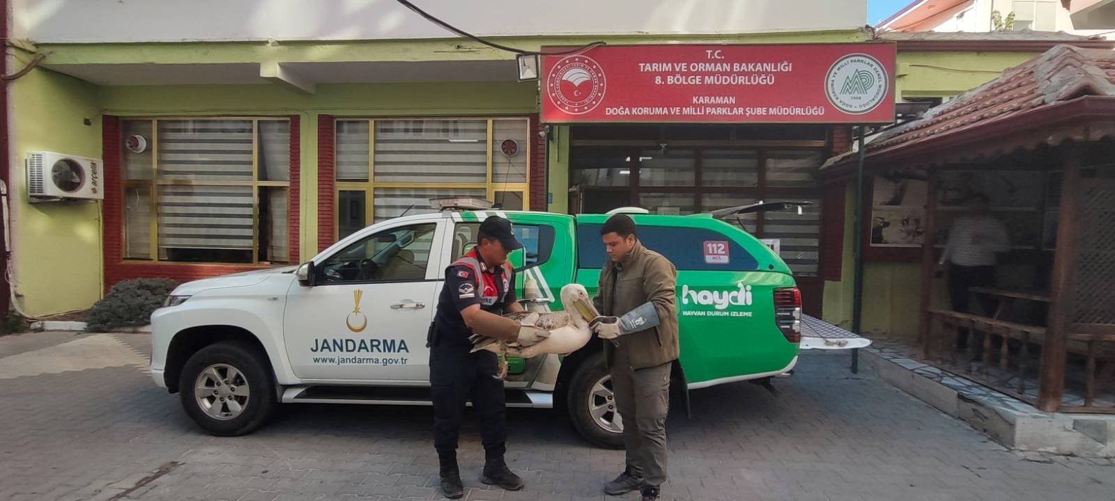 Karamanda Yarali 3 Pelikan Koruma Altina Alindi (2)