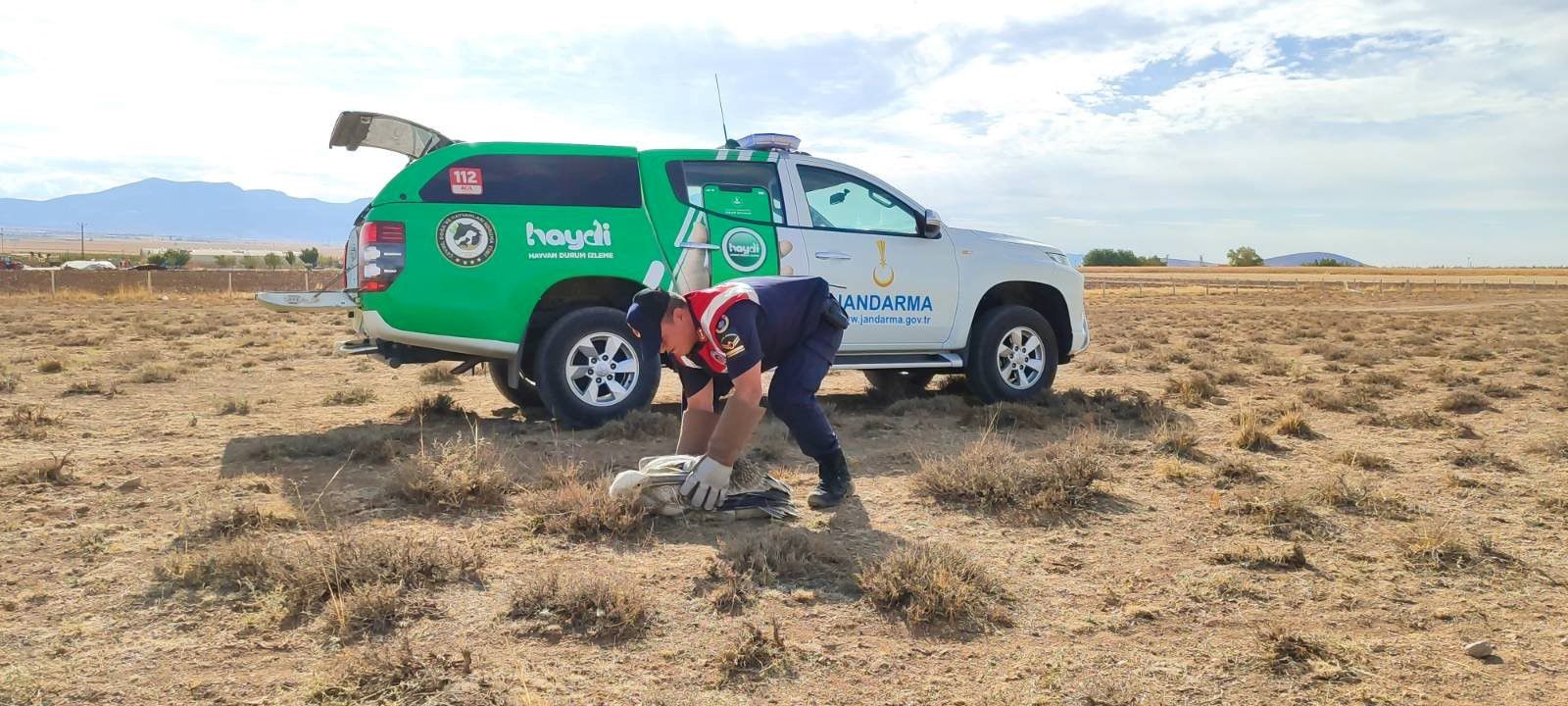 Karamanda Yarali 3 Pelikan Koruma Altina Alindi (3)