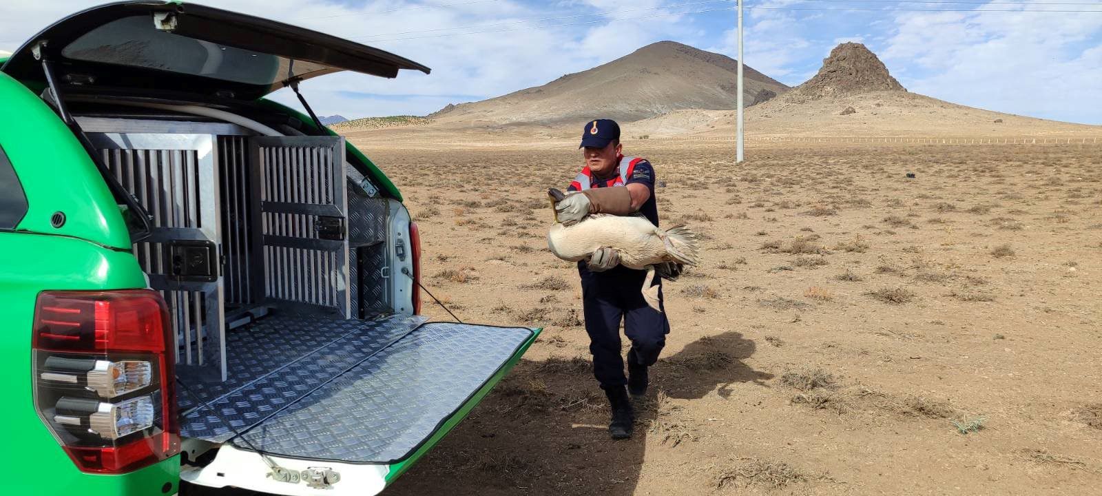 Karamanda Yarali 3 Pelikan Koruma Altina Alindi (4)