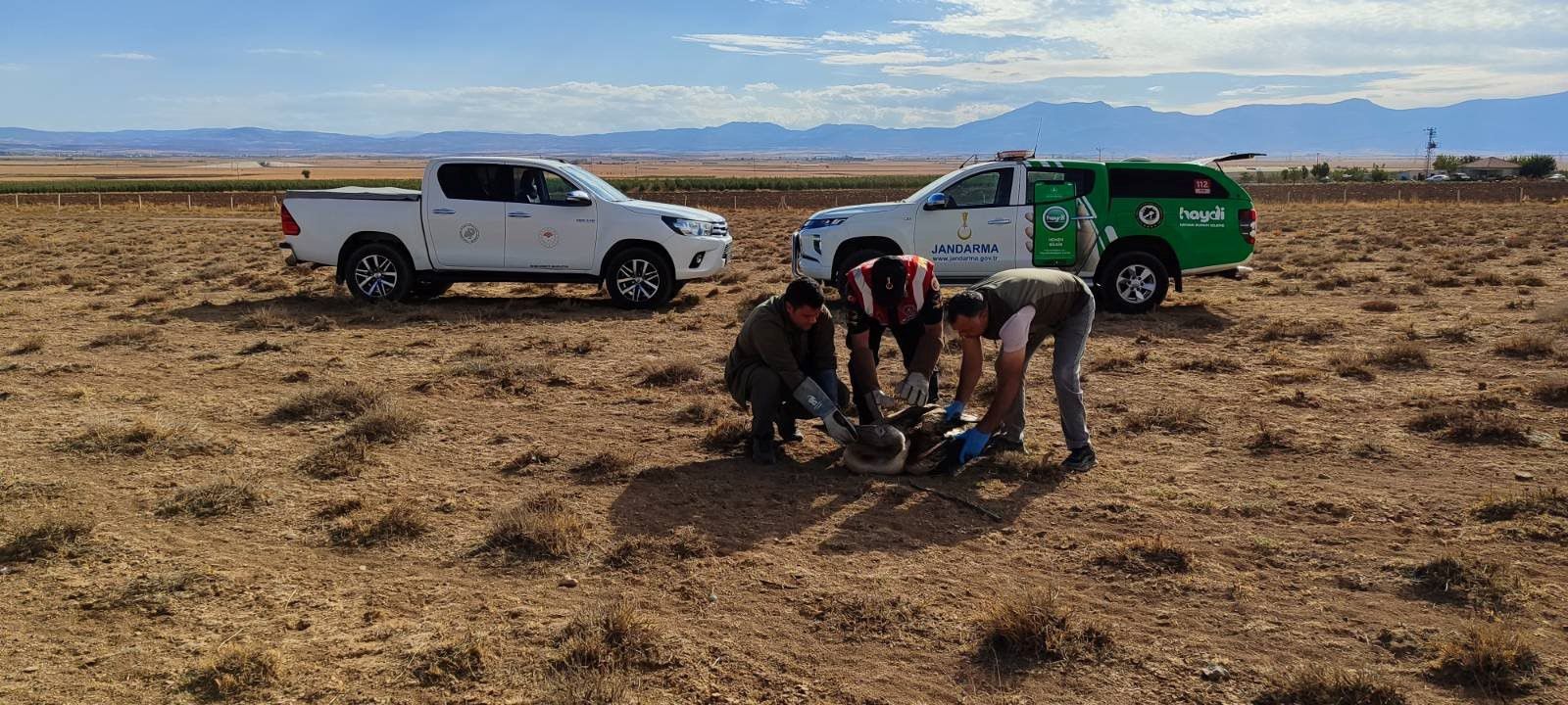 Karamanda Yarali 3 Pelikan Koruma Altina Alindi (5)