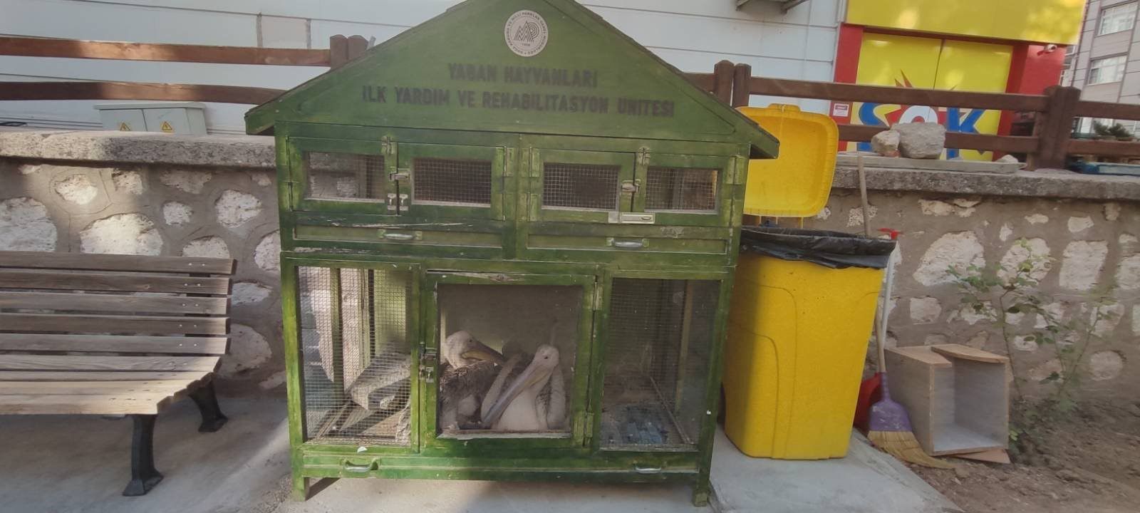 Karamanda Yarali 3 Pelikan Koruma Altina Alindi (7)