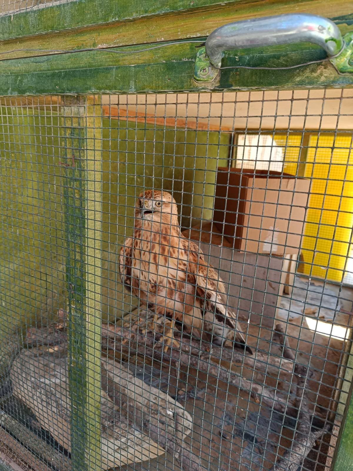 Karamanda Yarali Kizil Sahin Koruma Altina Alindi (1)