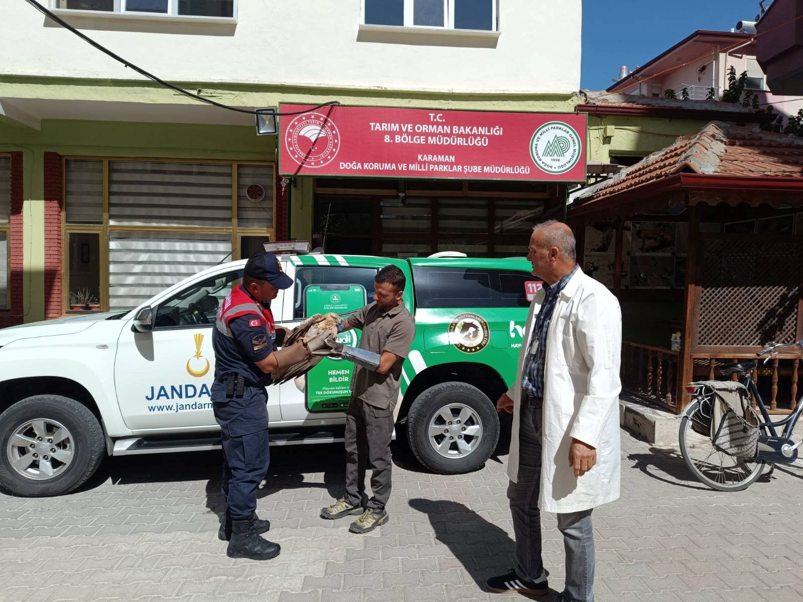 Karamanda Yarali Kizil Sahin Koruma Altina Alindi (2)