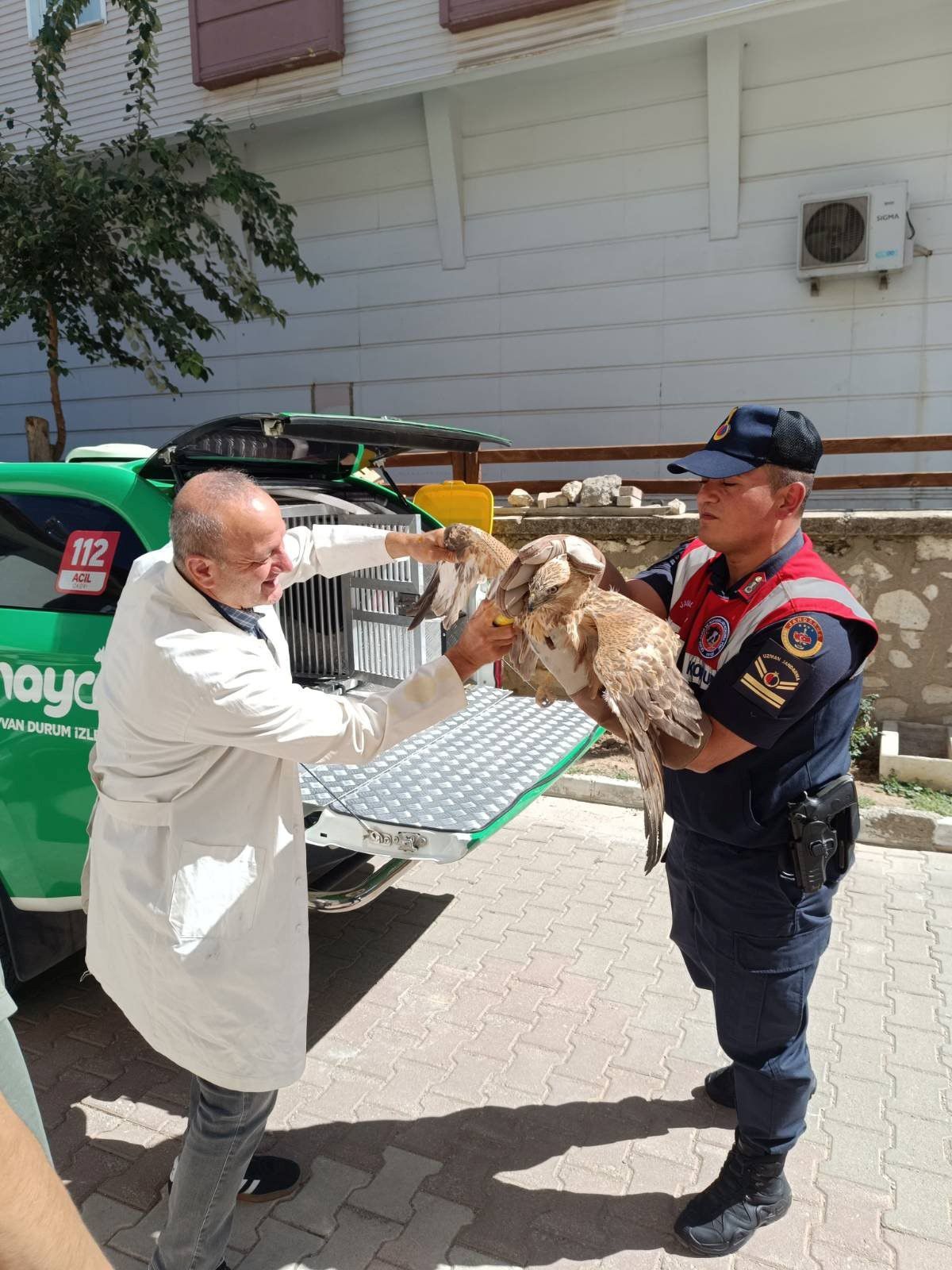 Karamanda Yarali Kizil Sahin Koruma Altina Alindi (3)