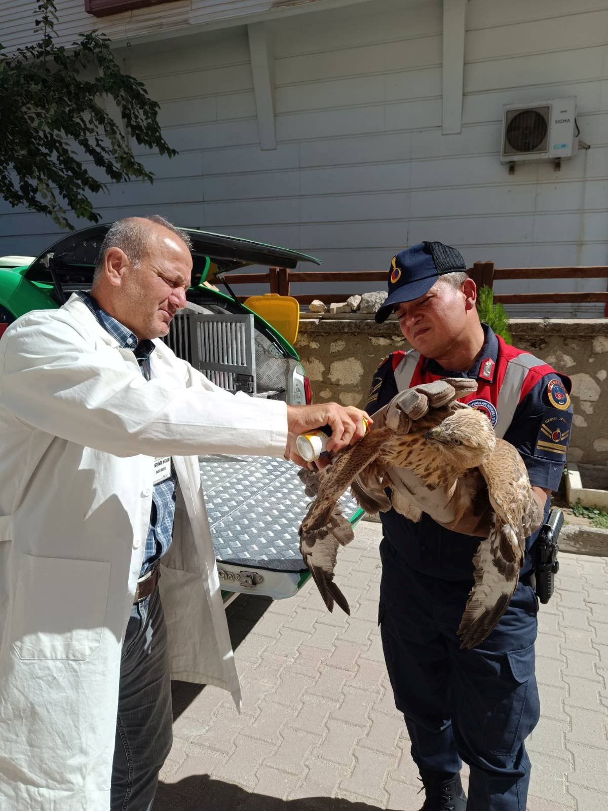 Karamanda Yarali Kizil Sahin Koruma Altina Alindi (4)