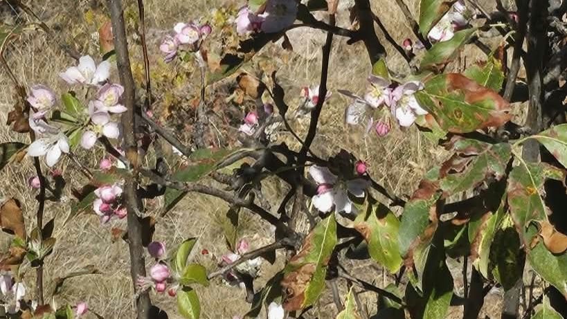 Yagis Beklenirken Agaclar Cicek Acti (2)