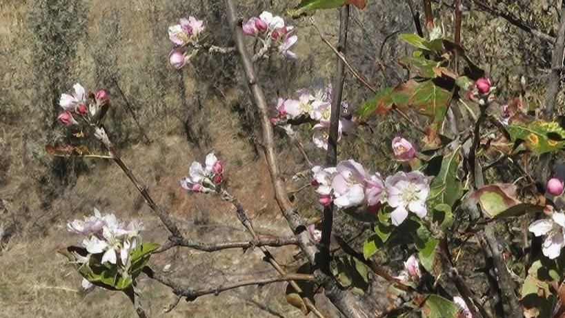 Yagis Beklenirken Agaclar Cicek Acti (3)