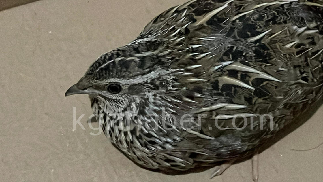 Yarali Bildircini Kedinin Agzindan Kurtardi O Anlar Kamerada1