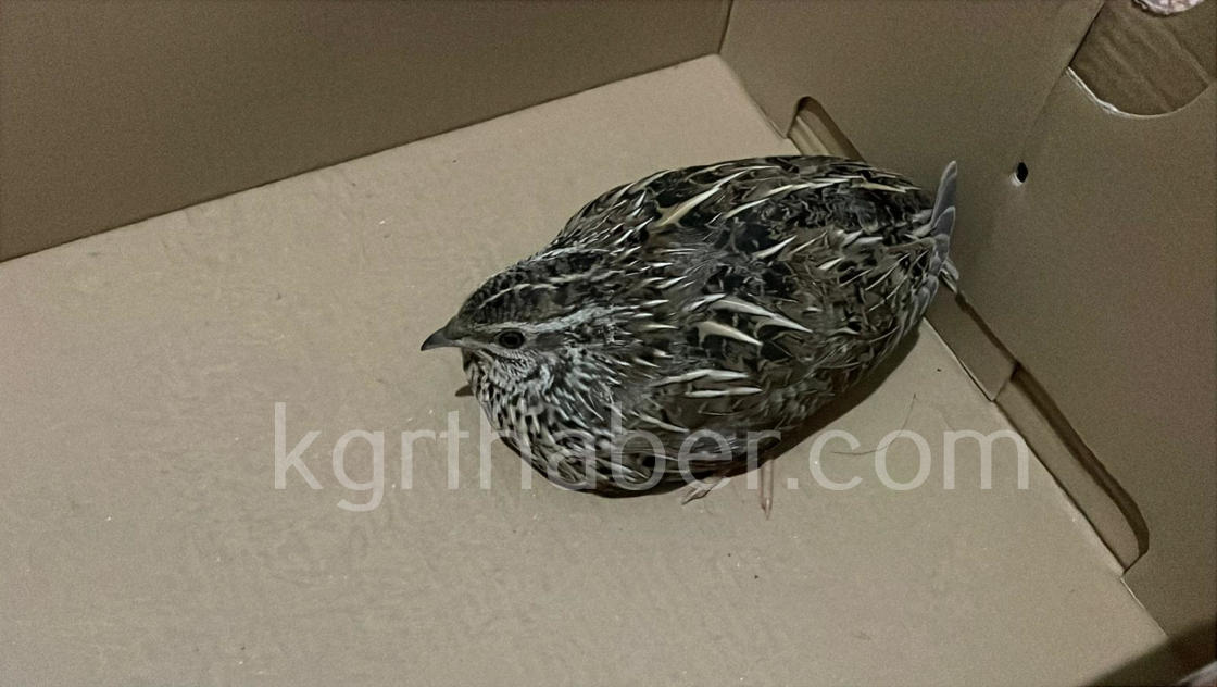 Yarali Bildircini Kedinin Agzindan Kurtardi O Anlar Kamerada2