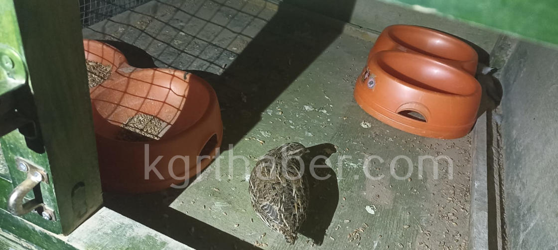 Yarali Bildircini Kedinin Agzindan Kurtardi O Anlar Kamerada3