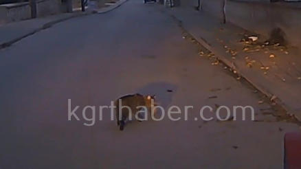 Yarali Bildircini Kedinin Agzindan Kurtardi O Anlar Kamerada5