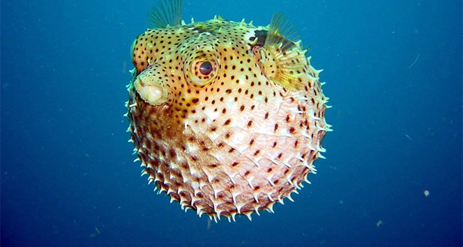 Balon Baligi Tehlikeli Mi (1)