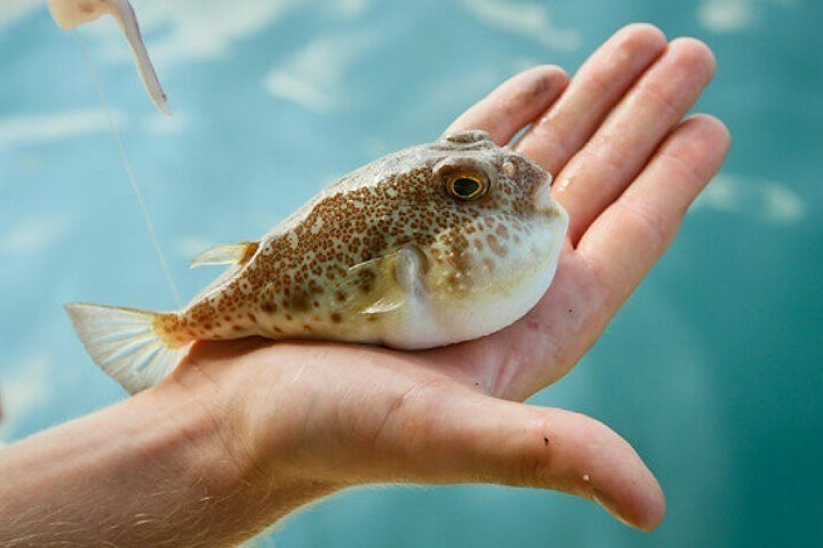 Balon Baligi Tehlikeli Mi (2)