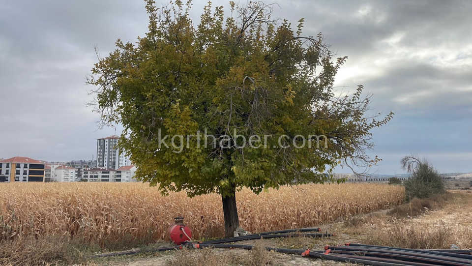 Karaman’da 27 Yaşındaki Genç Tarlada Ölü Bulundu (12)