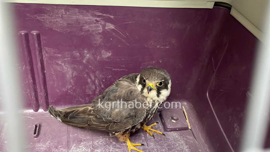 Karamanda Yarali Dogan Koruma Altina Alindi0