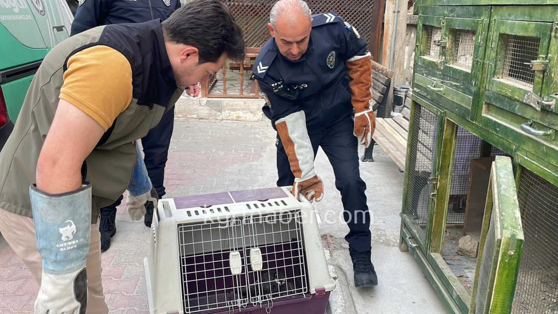 Karamanda Yarali Dogan Koruma Altina Alindi2