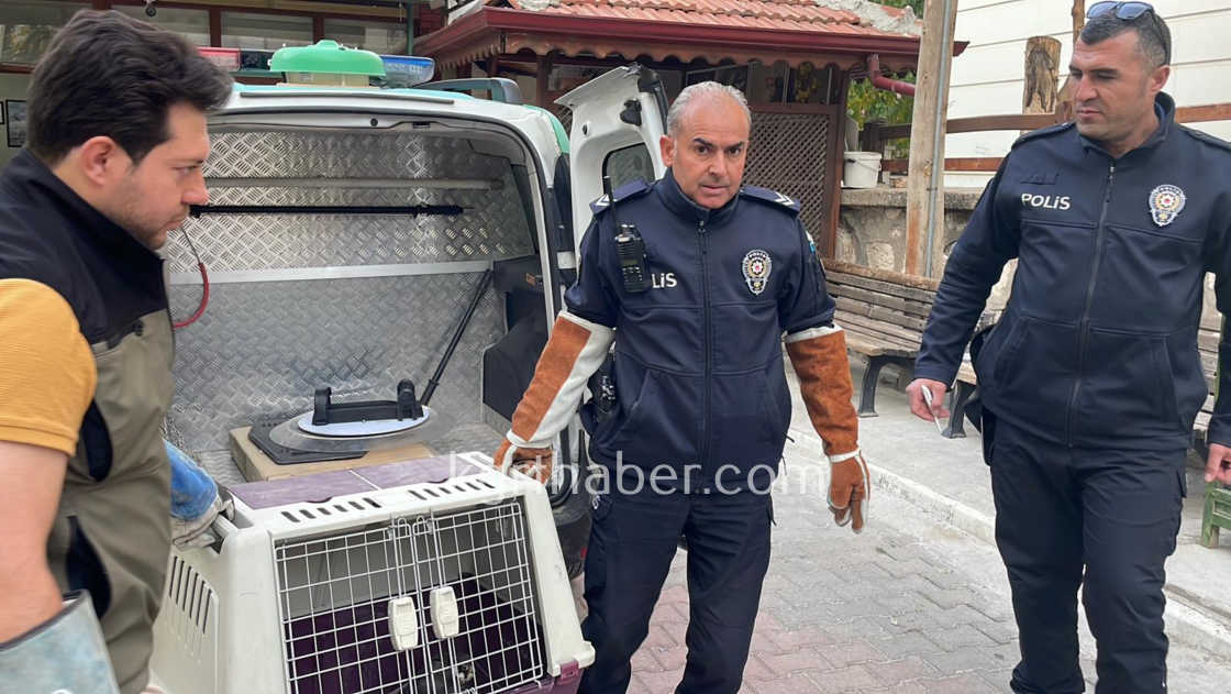 Karamanda Yarali Dogan Koruma Altina Alindi3