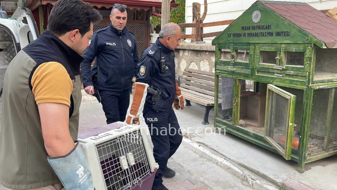 Karamanda Yarali Dogan Koruma Altina Alindi4