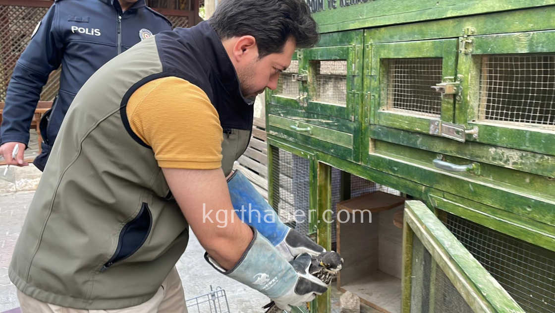 Karamanda Yarali Dogan Koruma Altina Alindi5