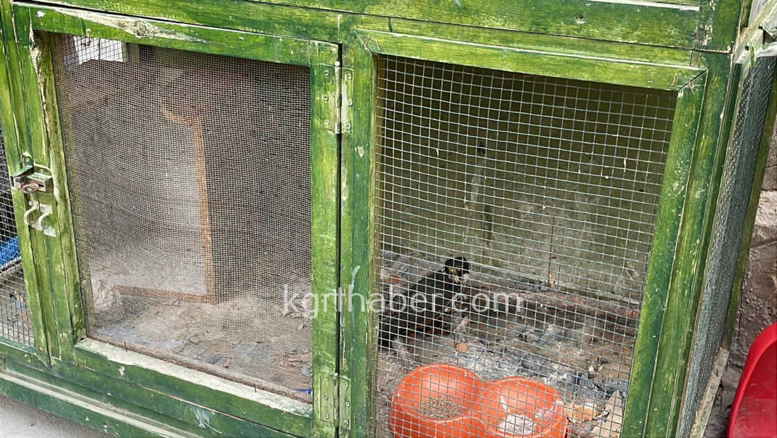 Karamanda Yarali Dogan Koruma Altina Alindi6