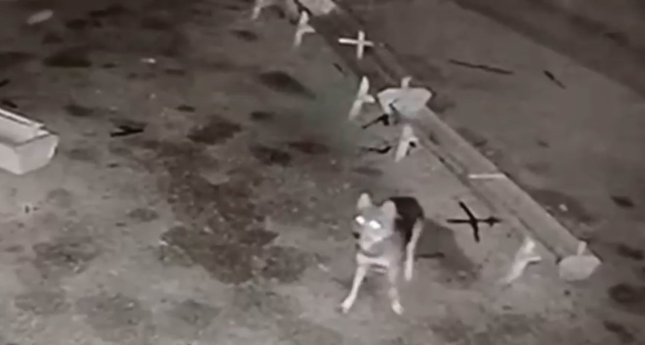 Agila Giren Kurt 2 Koyunu Telef Etti (1)