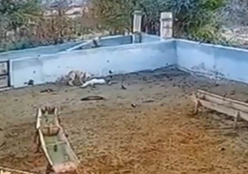 Agila Giren Kurt 2 Koyunu Telef Etti (2)