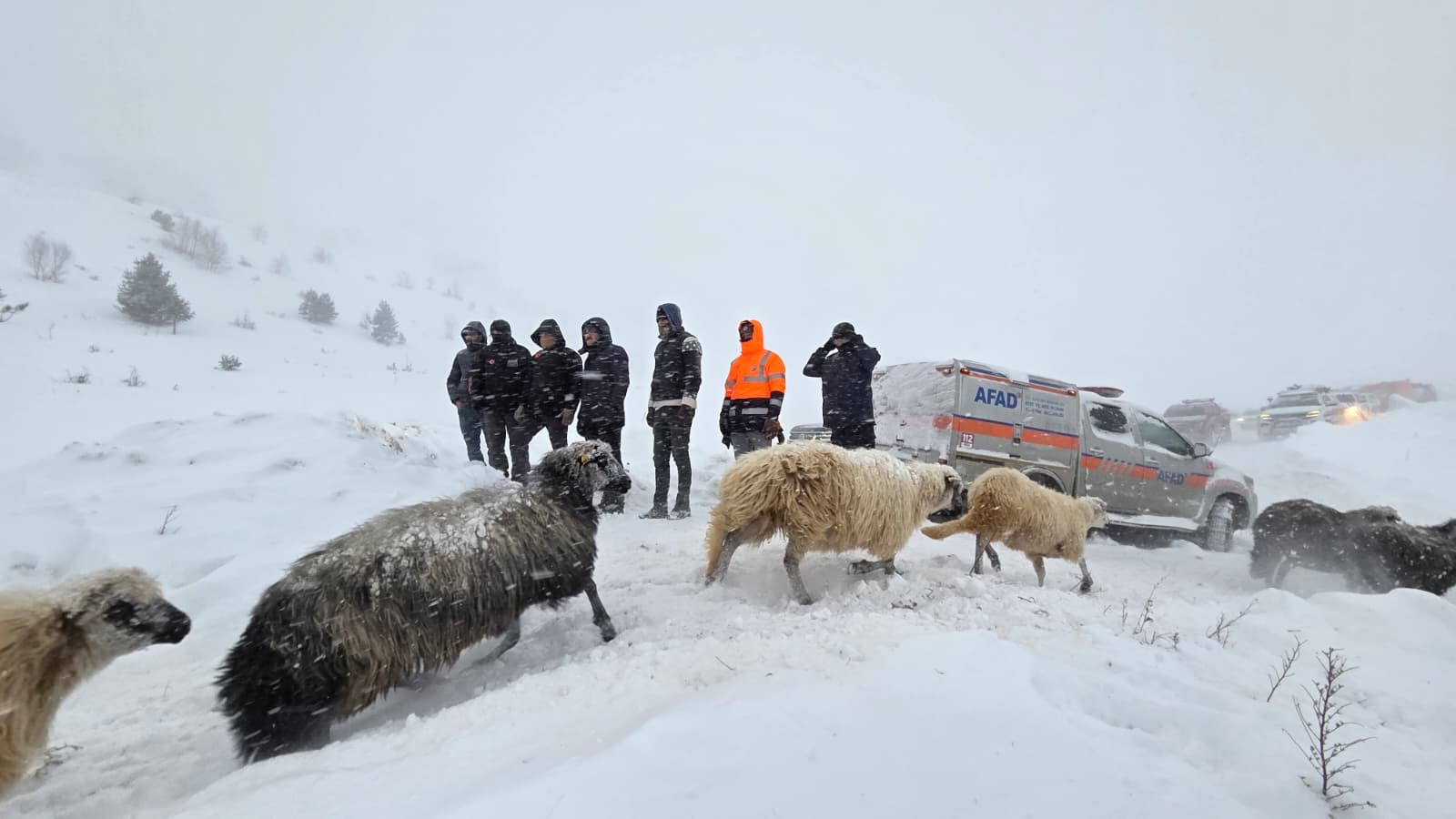 Artvinde Cig Faciasi 3 Coban Mahsur Kaldi 1 Olu (1)