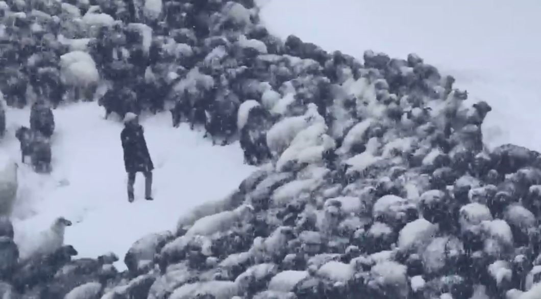 Artvinde Cig Faciasi 3 Coban Mahsur Kaldi 1 Olu (4)