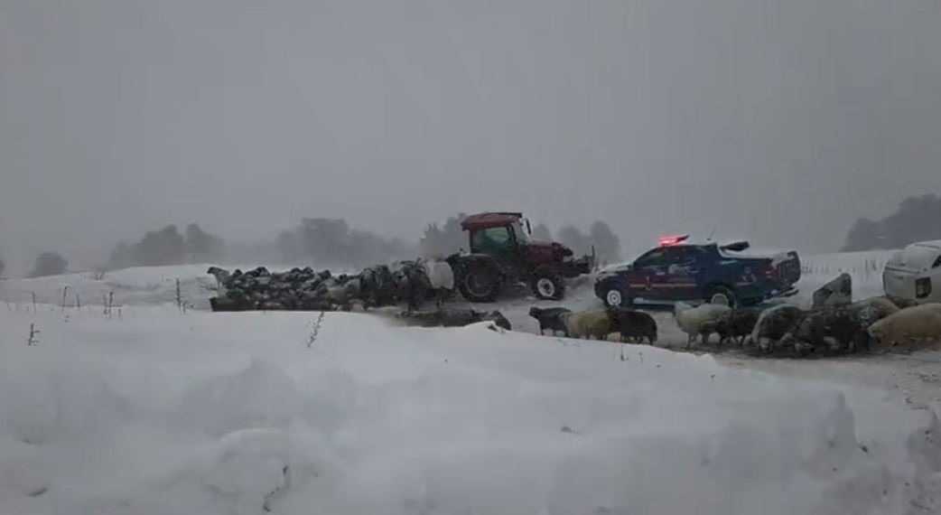 Artvinde Cig Faciasi 3 Coban Mahsur Kaldi 1 Olu (5)