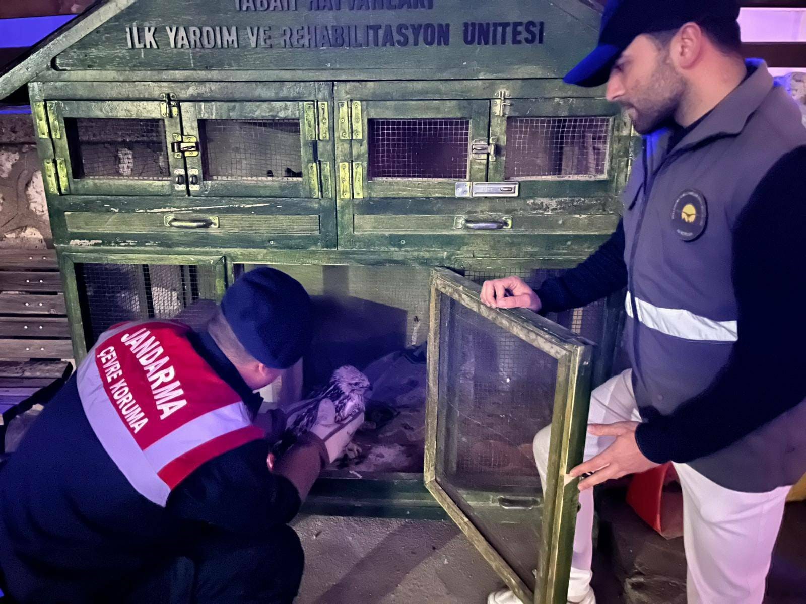 Karamanda Kizil Sahin Koruma Altina Alindi (2)