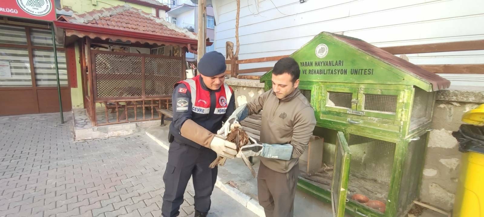 Karamanda Yarali Kizil Sahin Koruma Altina Alindi 1 (1)