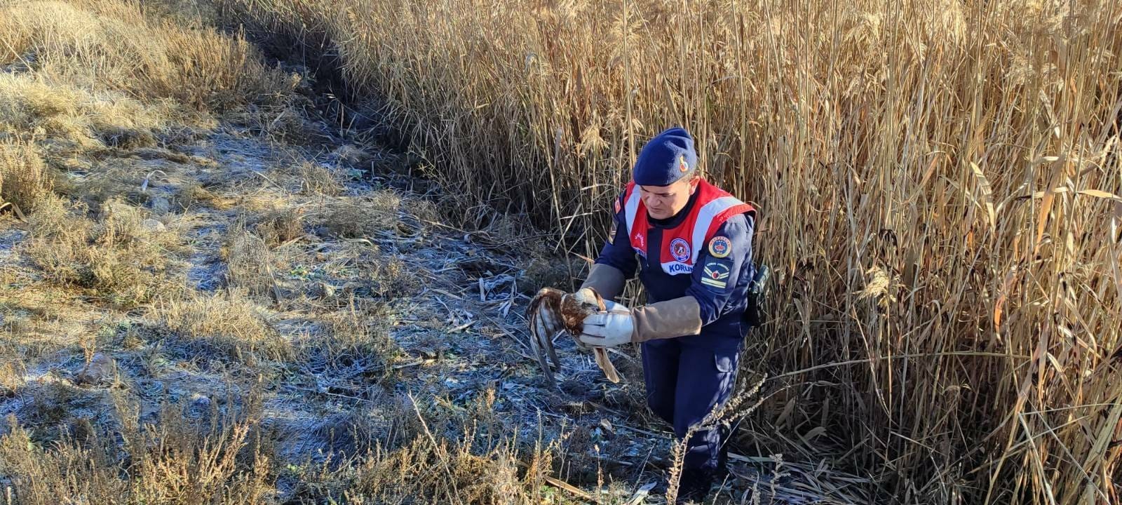 Karamanda Yarali Kizil Sahin Koruma Altina Alindi 1 (2)