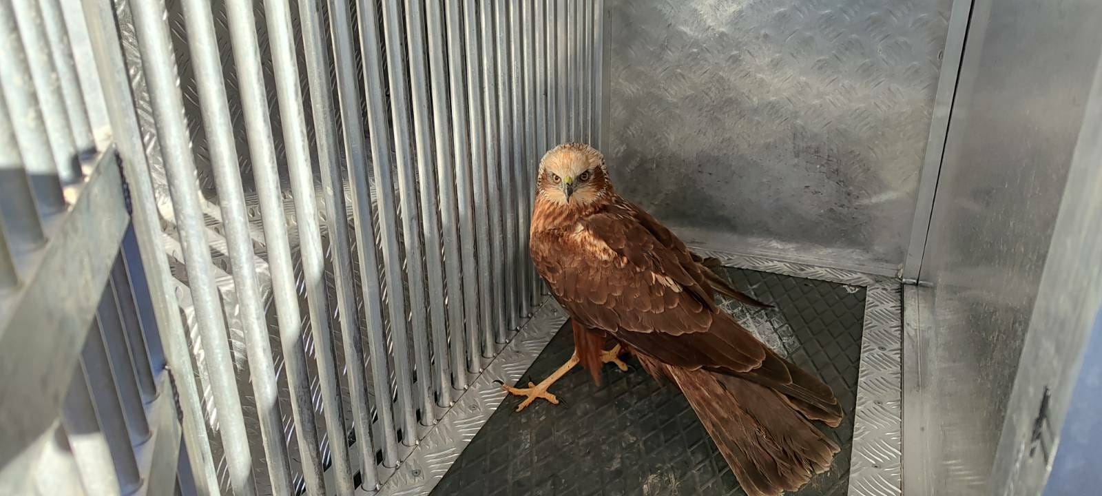 Karamanda Yarali Kizil Sahin Koruma Altina Alindi 1 (3)