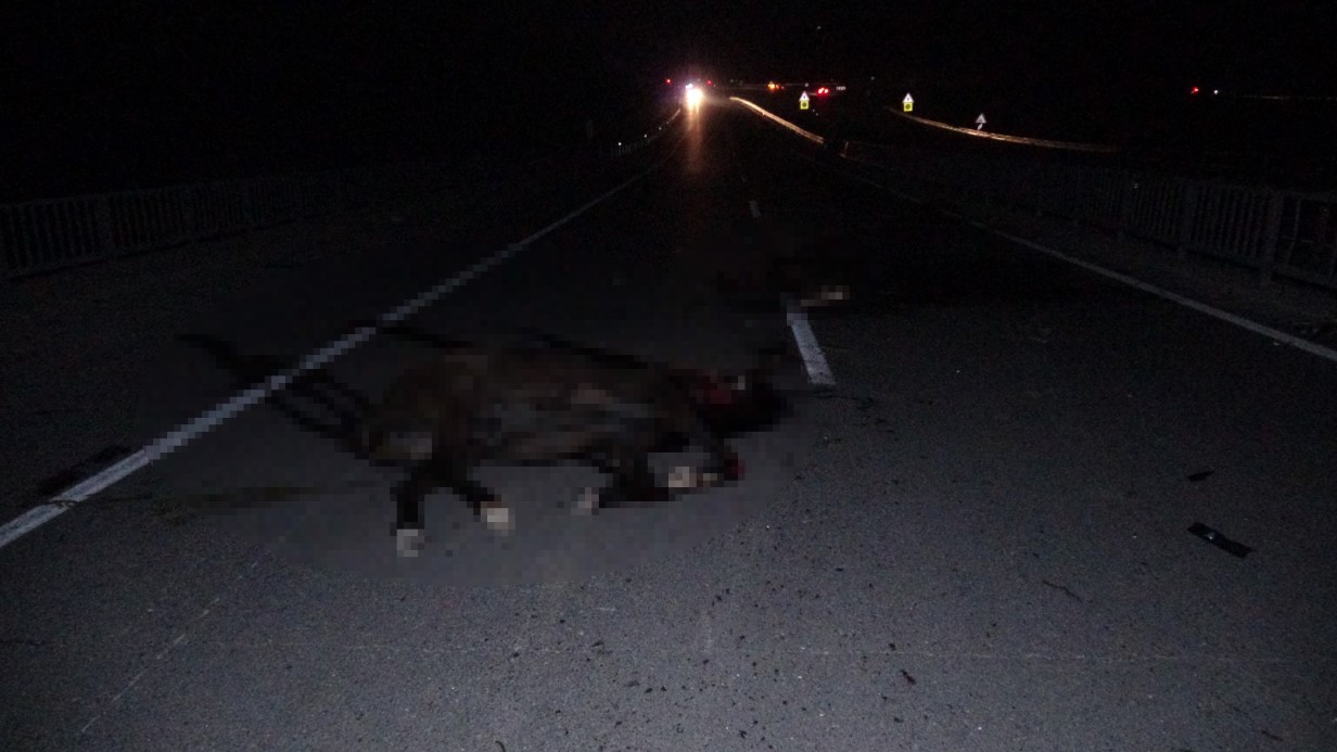 Malatyada Milyonluk Taylar Karayolunda Telef Oldu (2)