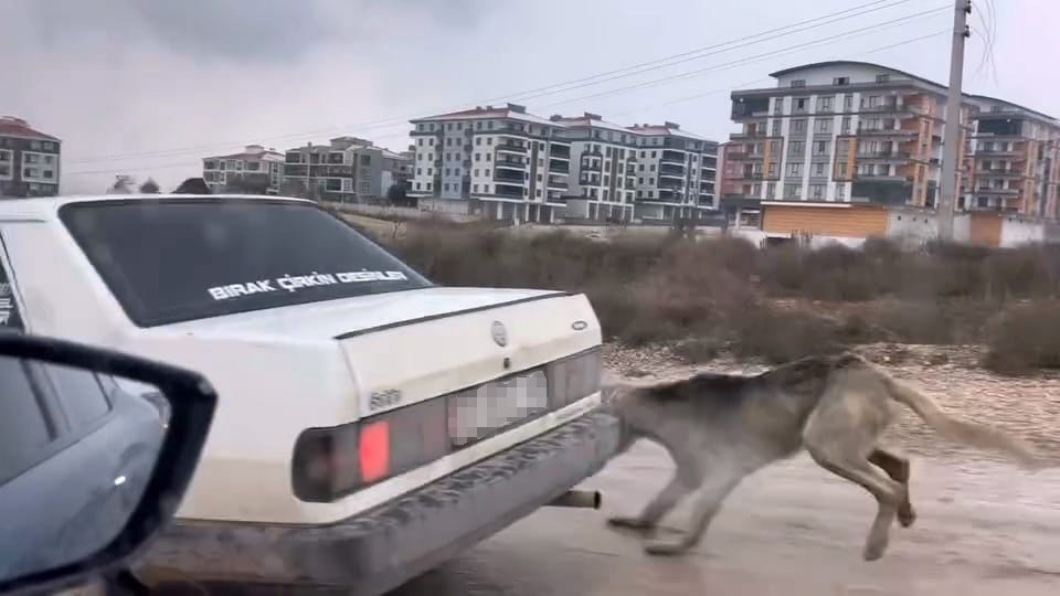 Vicdanlari Yaralayan Goruntu Kopegi Aracin Arkasina Baglayarak Gitti (2)