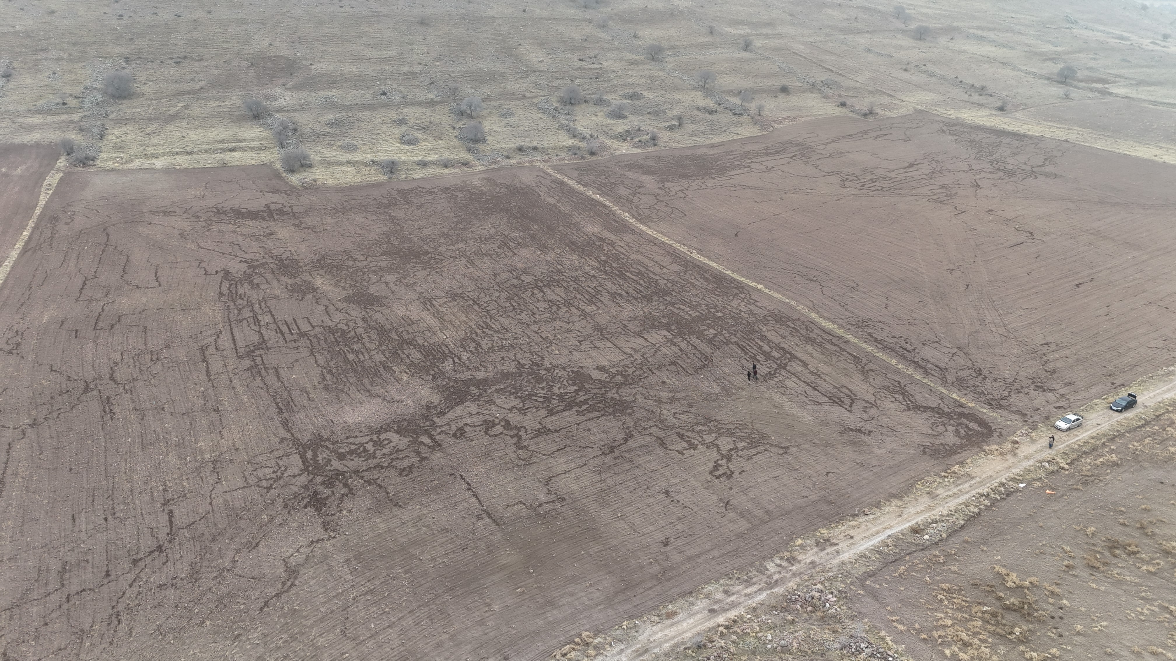 Yaban Domuzlari Ekili Tarlayi Haritaya Cevirdi (1)