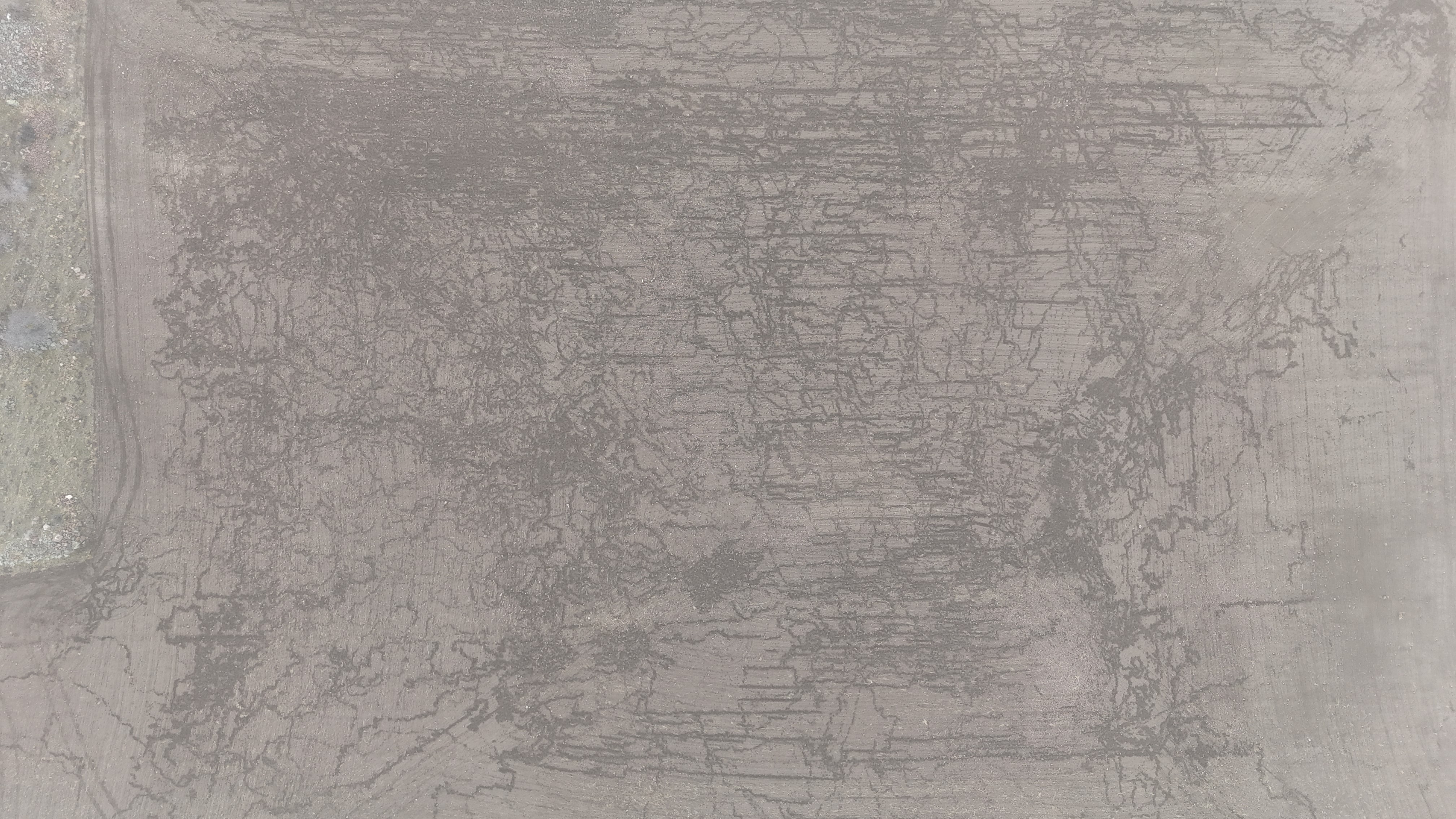 Yaban Domuzlari Ekili Tarlayi Haritaya Cevirdi (6)