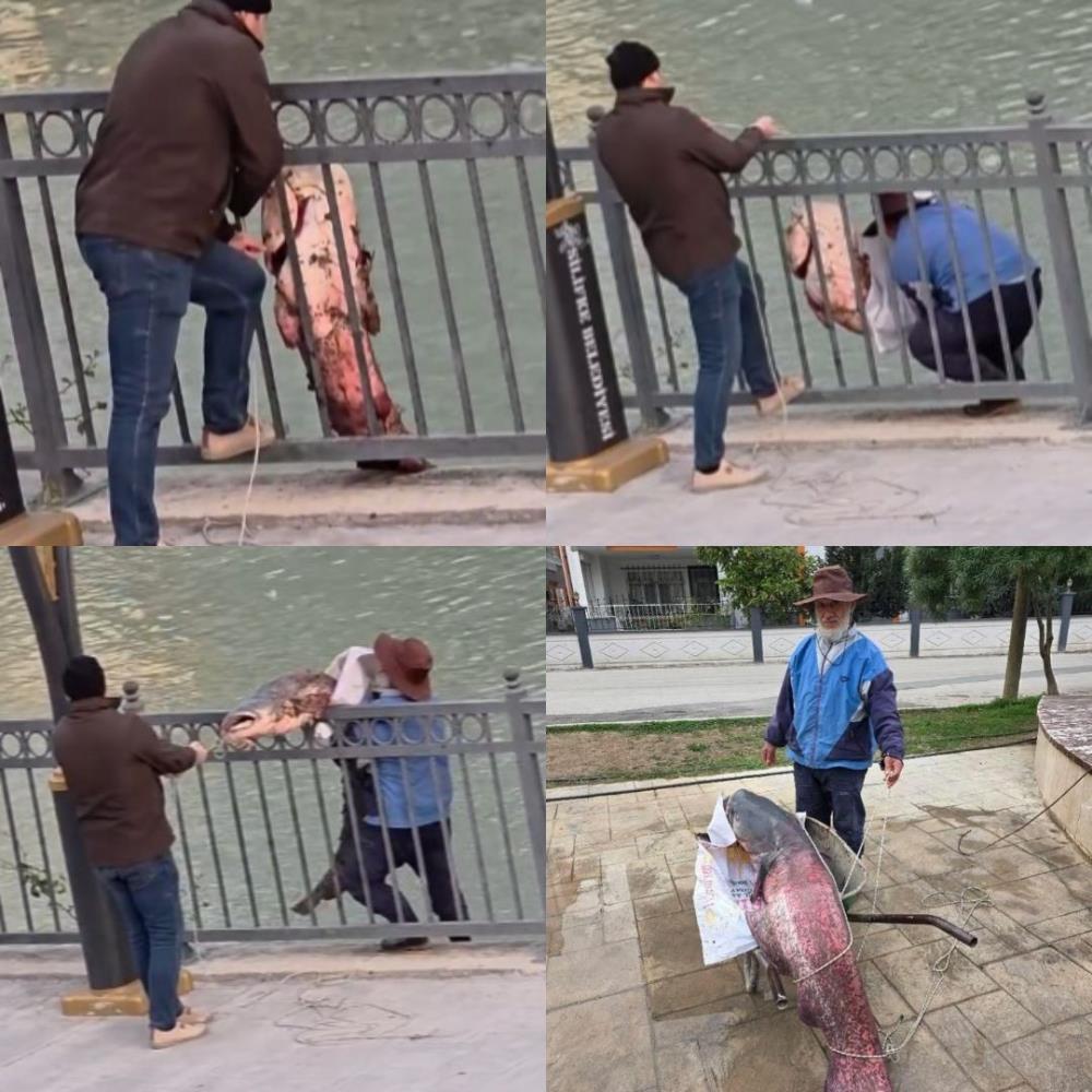 Goksuda Dev Balik Boyle Kiyiya Cikarildi1