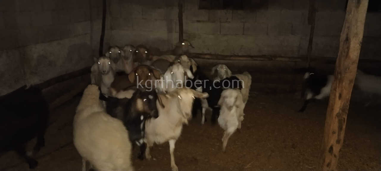 Karamanda Koyun Hirsizlari Operasyonla Sucustu Yakalandi1