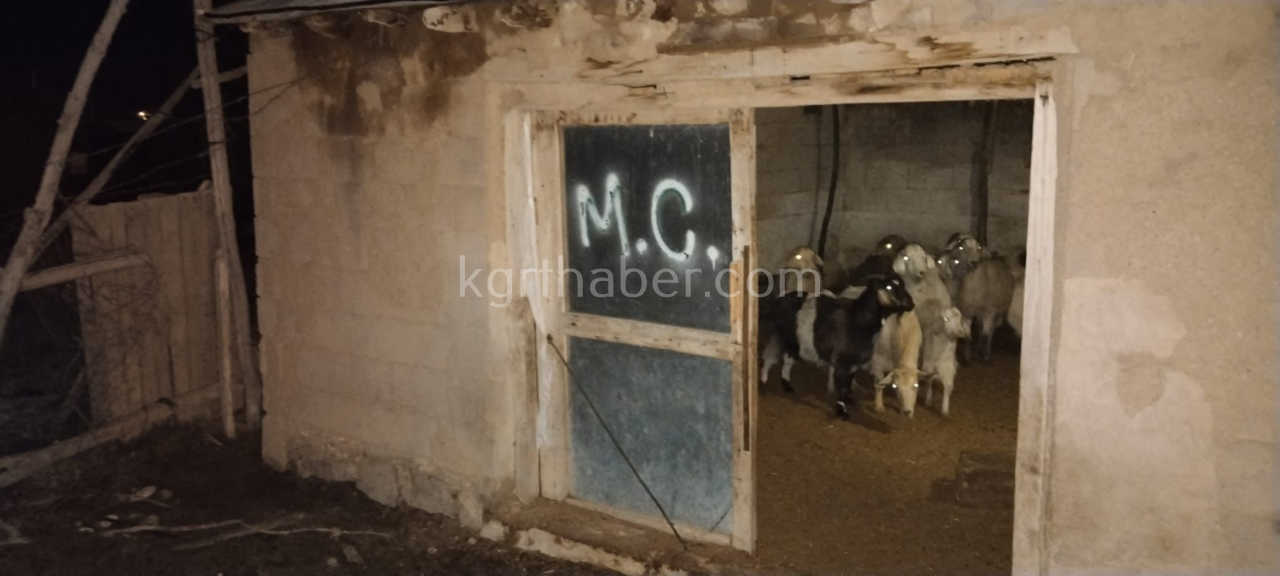 Karamanda Koyun Hirsizlari Operasyonla Sucustu Yakalandi3