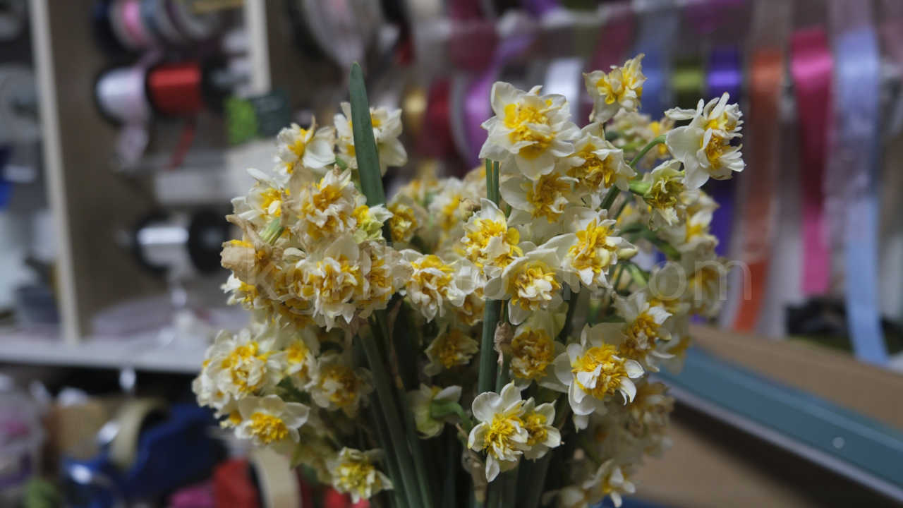 Kis Aylarinin Vazgecilmezi Nergis Cicegi Yok Satiyor2