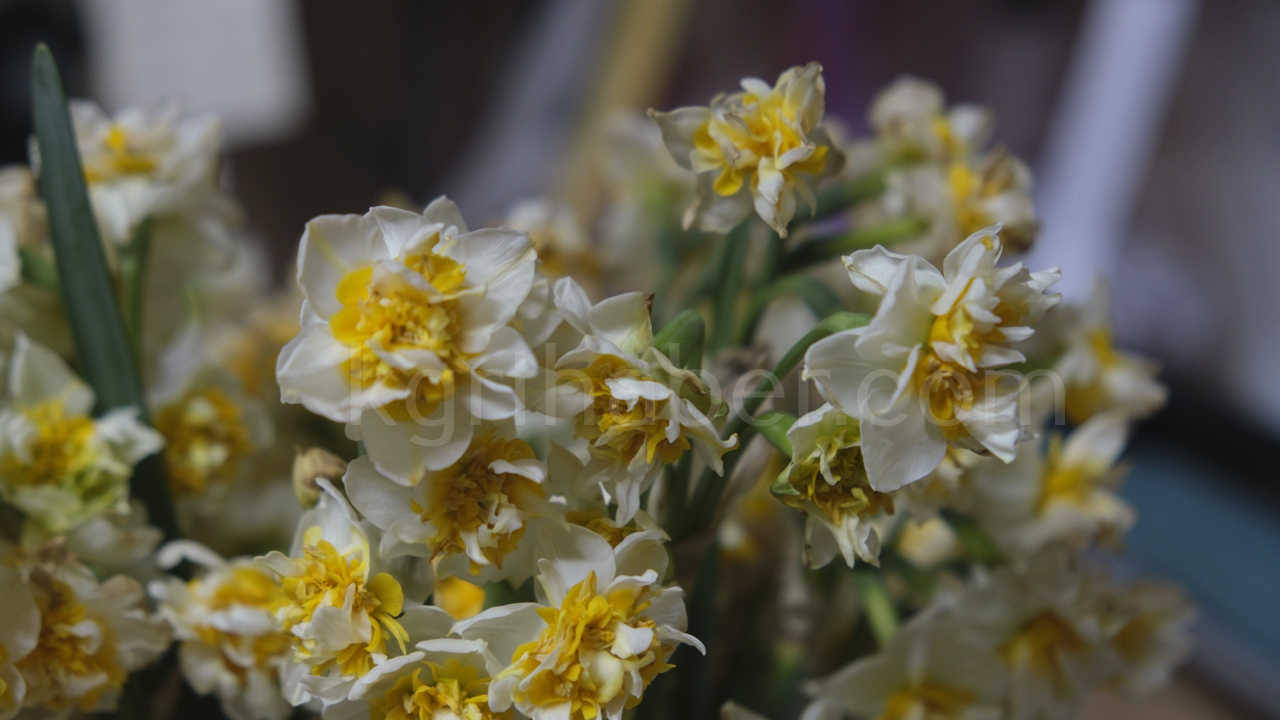 Kis Aylarinin Vazgecilmezi Nergis Cicegi Yok Satiyor4