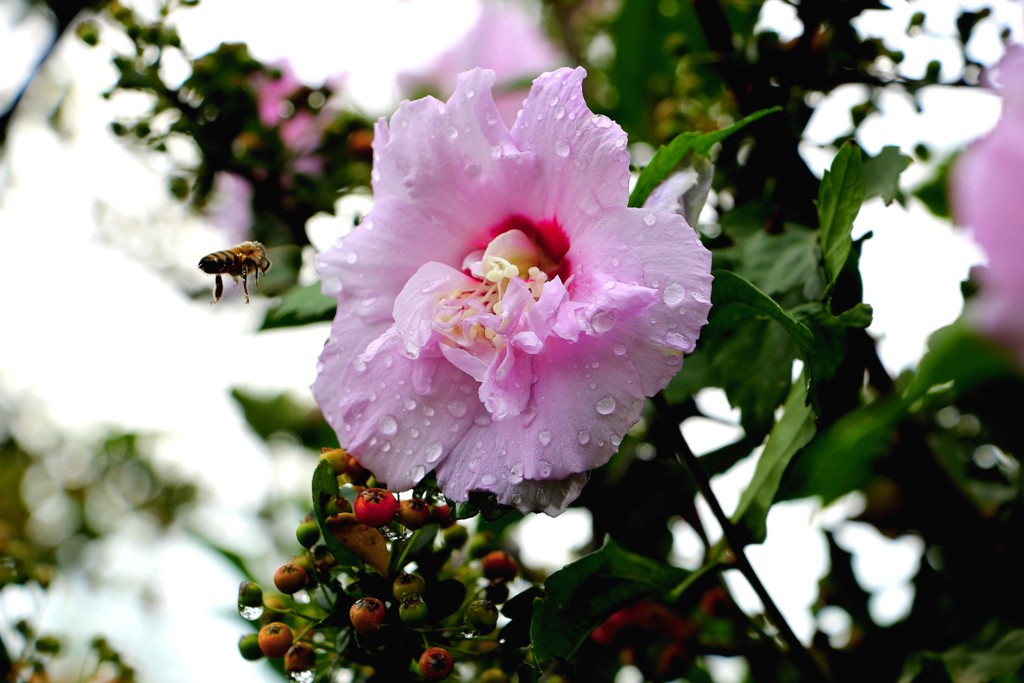 Cemre Ne Zaman Dusecek (1)