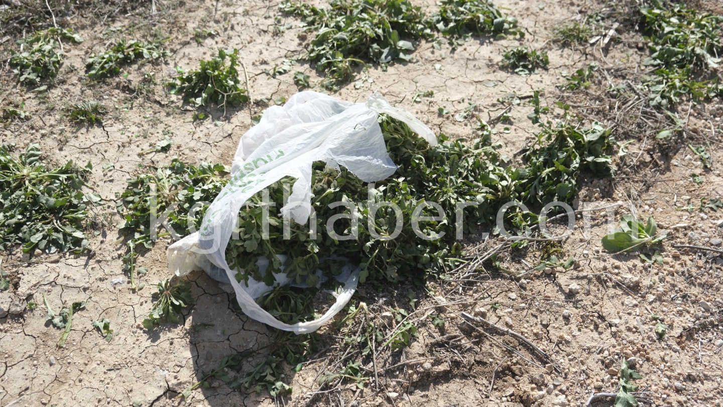 Gelincik Otu Toplarken Yola Cikan Yasli Kadina Otomobil Carpti 1 Olu (3)